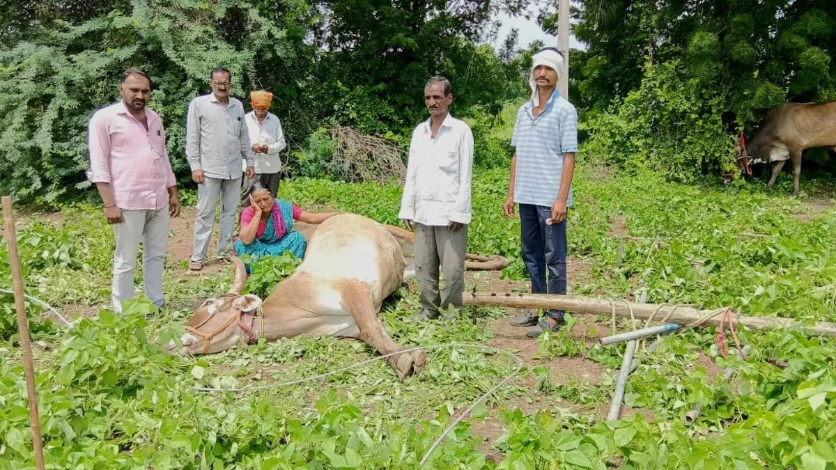 Negligence of Mahavitaran: जळगावमध्ये वीज तार तुटल्याने बैल दगावला
