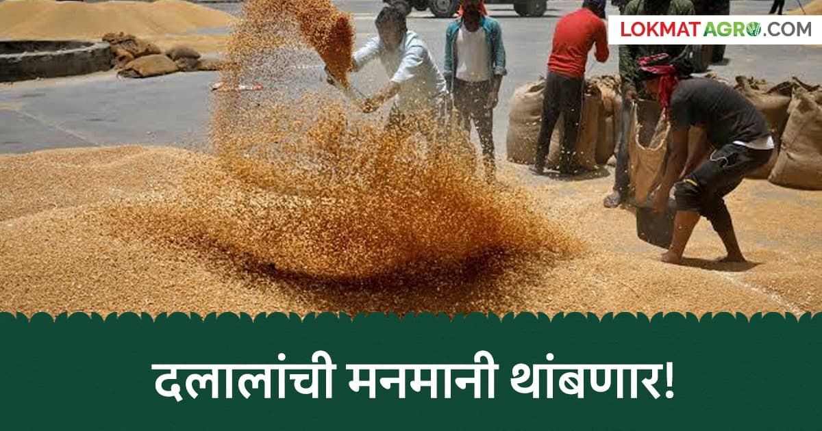 Open Auction in Paithan: पैठण बाजार समितीत खुला लिलाव सुरू; पहिल्याच दिवशी गव्हाला २,७५० रुपयांचा भाव!