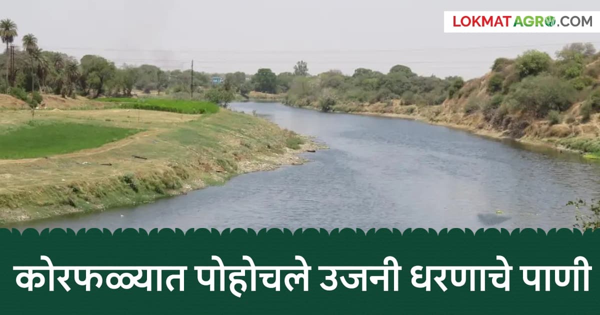 Long-awaited Water Supply: बार्शी उपसा सिंचन योजनेअंतर्गत उजनी धरणाचे पाणी कोरफळे शिवारात पोहोचले