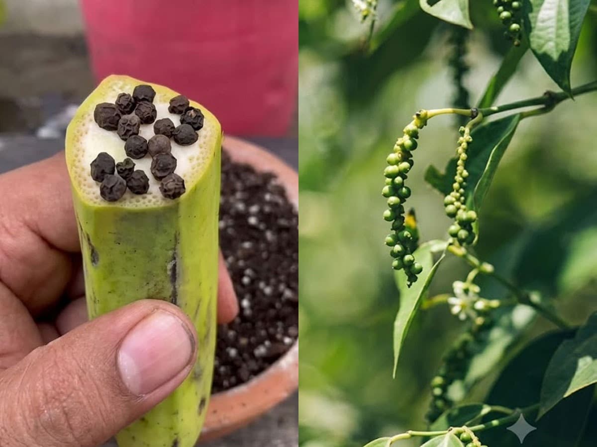 Growing Black Pepper at Home:केळ्याच्या सहाय्याने काळी मिरी लावण्याची सोपी पद्धत