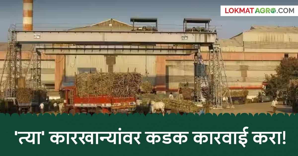 Sugar Industry Issues: साखर कारखान्यांनी सादर केलेली एफआरपीची आकडेवारी आणि प्रत्यक्ष स्थिती यामध्ये तफावत