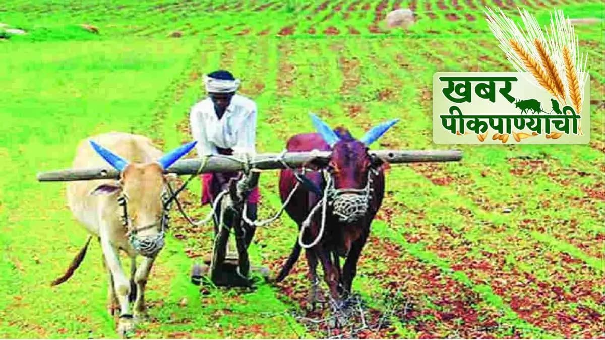 Corruption in Agriculture Department: धाराशिवमधील कृषी विभागाच्या भ्रष्टाचारामुळे महाडीबीटीच्या विश्वासार्हतेला धक्का ?
