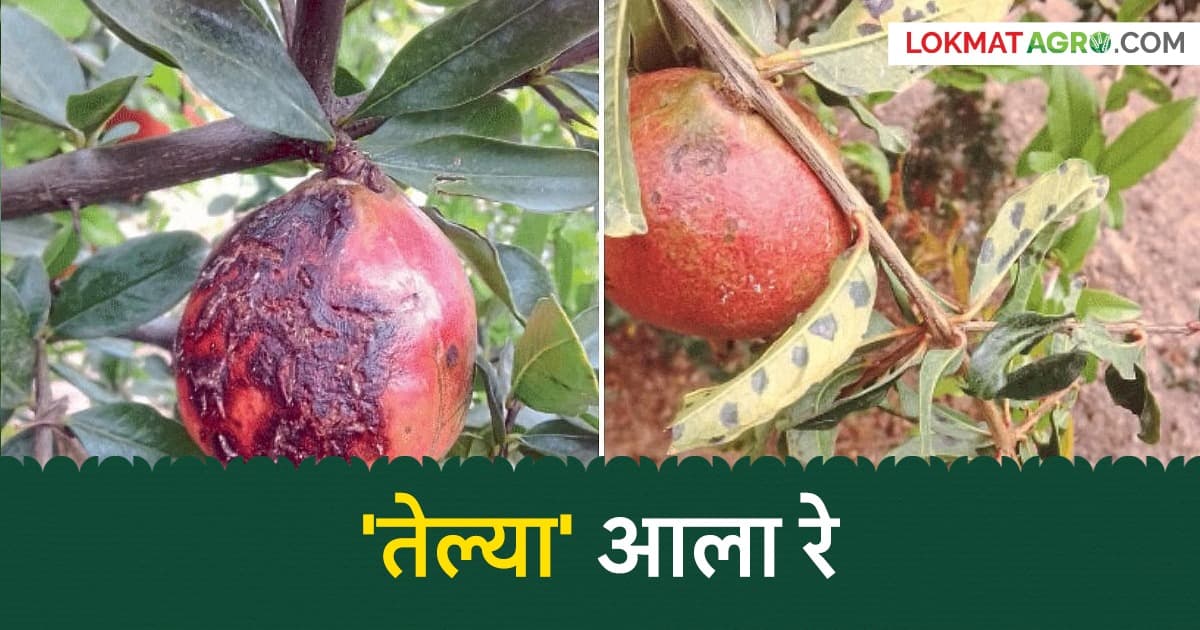 Pomegranate Disease Outbreak: नाशिक जिल्ह्यातील खेडलेझुंगे, धारणगाव, रुई, कोळगाव परिसरातील १०० एकरांवरील बागांवर 'तेल्या' रोगाचा प्रादुर्भाव