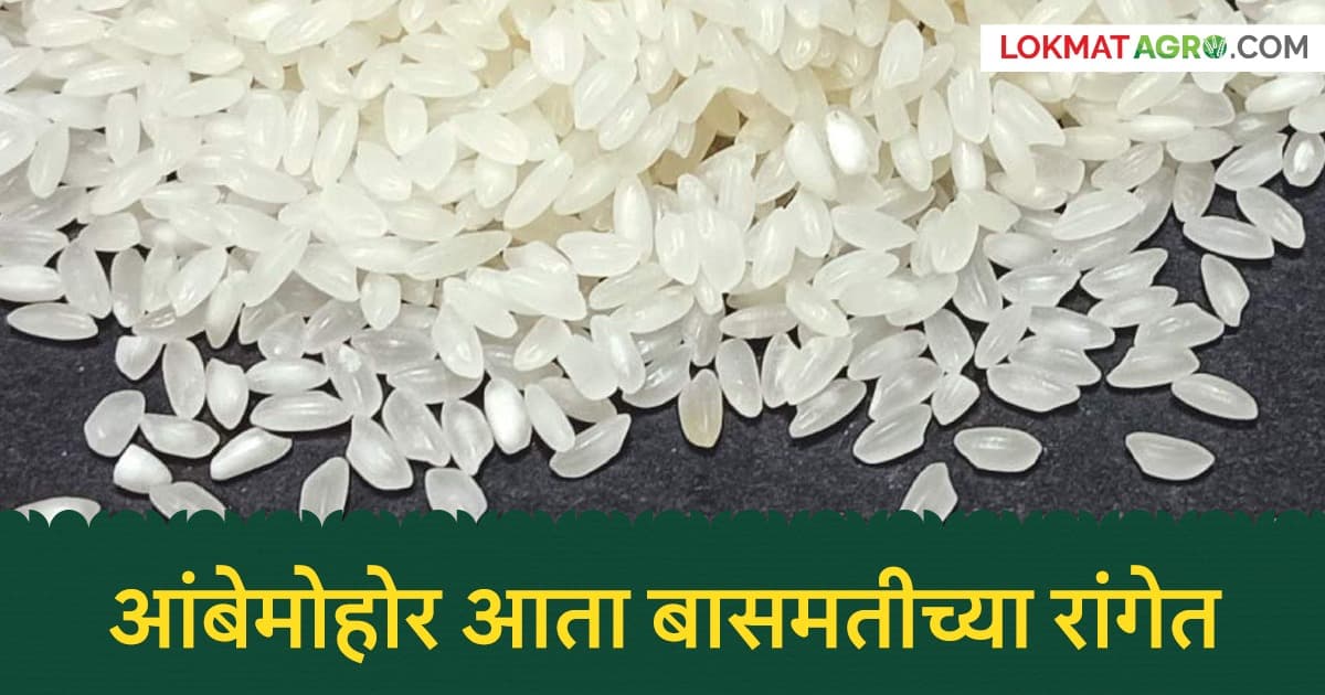 Rising Prices of Rice:आंबेमोहोर तांदळाच्या दरात मोठी वाढ