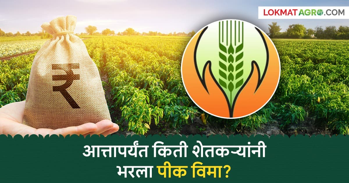 Crop Insurance: खरीप पीकविम्यासाठी शेतकऱ्यांना कमी प्रतिसाद? आत्तापर्यंत किती आले अर्ज?