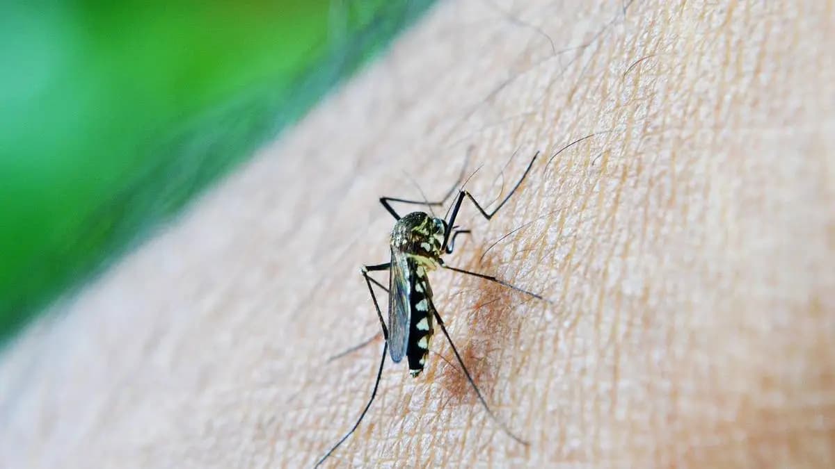 Dengue Alert in Ulhasnagar:उल्हासनगरात डेंग्यूचे ३० संशयित रुग्ण सापडल्याने आरोग्य विभाग सतर्क