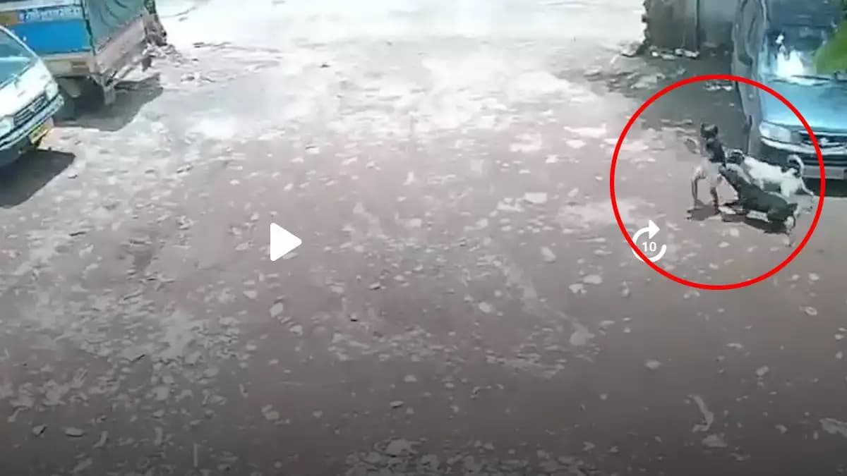 Dog Attack in Pune: पुण्यात भटक्या कुत्र्यांचा हल्ला, चार वर्षांची मुलगी जखमी