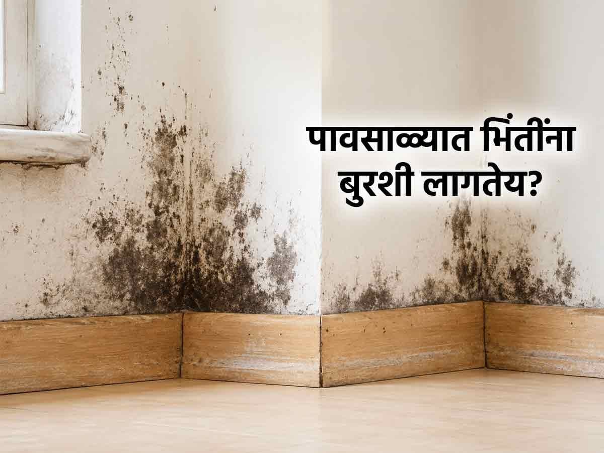 Tips to Prevent Mold:ओलाव्यामुळे भिंतींना बुरशी-काळा थर आलाय? ४ ट्रिक्स वापरा, भिंती नव्याकोऱ्या-स्वच्छ दिसतील