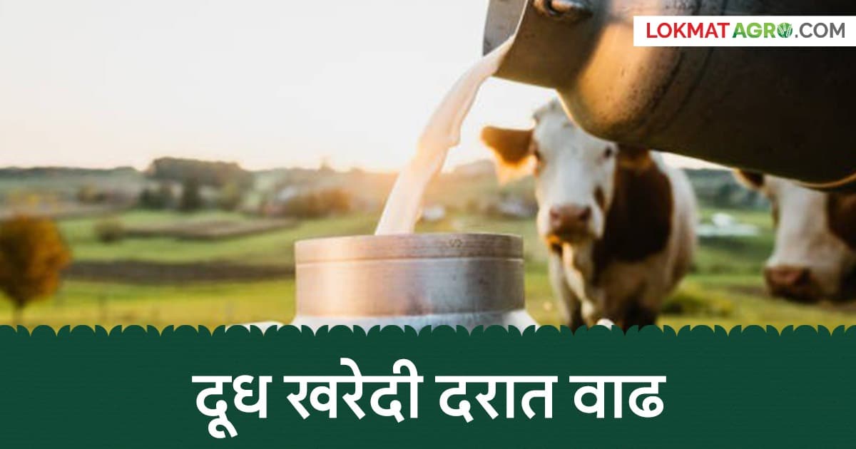 Milk Price Increase:गाईच्या दुधाच्या खरेदी दरात वाढ
