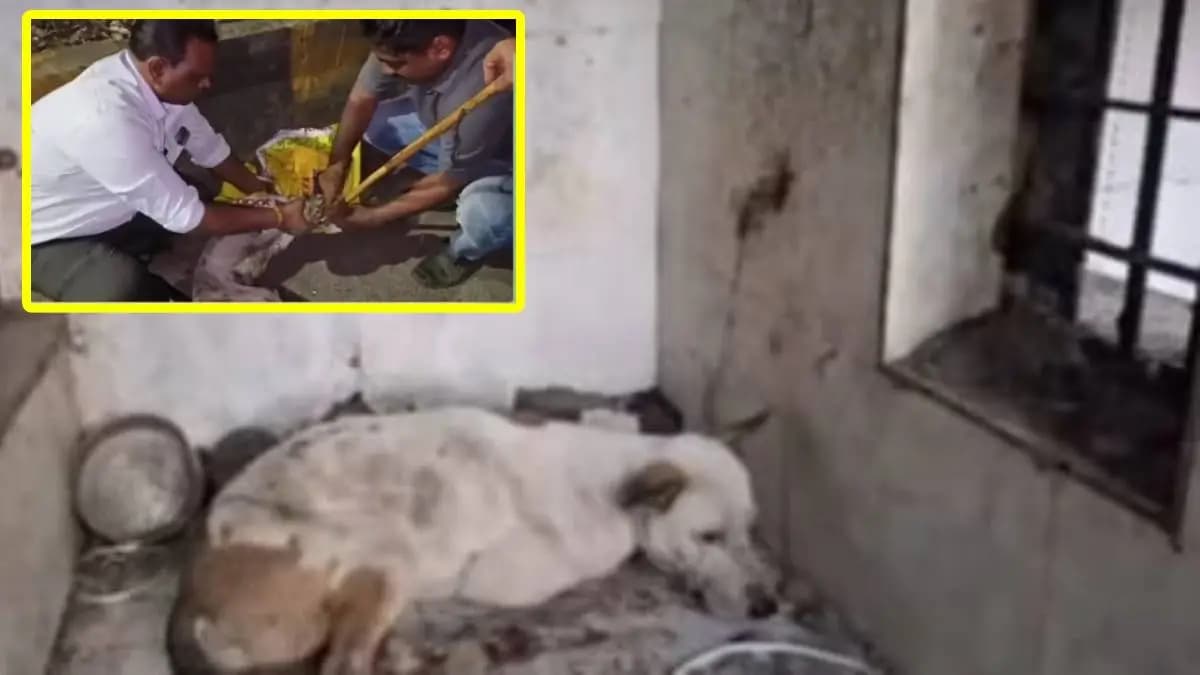 Stray Dog Sterilization in Kalyan:कल्याण डोंबिवलीत भटक्या श्वानांचे निर्बिजीकरण