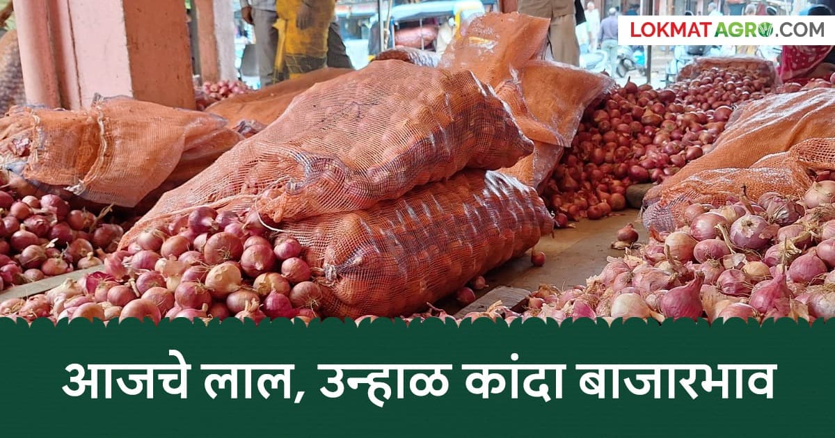 Onion Market Prices Today:राज्यातील आजचे कांदा बाजारभाव