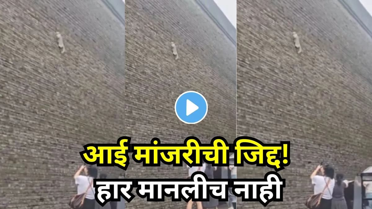 Mother Cat's Determination:मांजराची पिलांसाठीची जिद्द