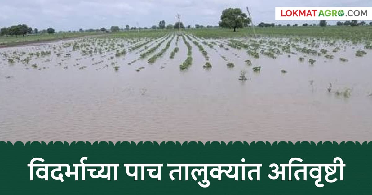 Heavy Rain in Vidarbha: विदर्भाच्या 'या' जिल्ह्यातील पाच तालुक्यांत अतिवृष्टी