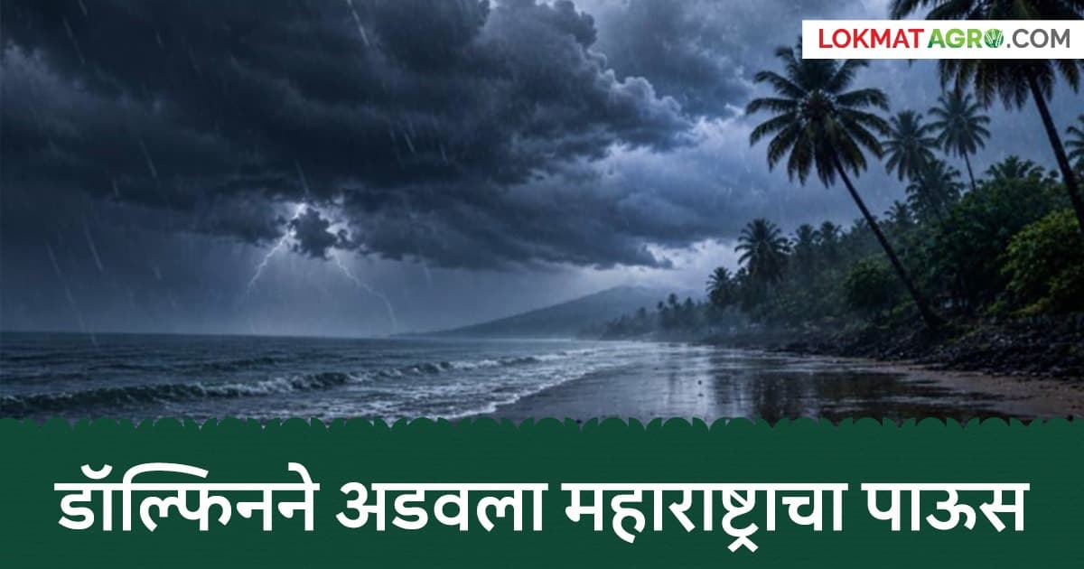 Maharashtra Rain: डॉल्फिन चक्रीवादळाने रोखला महाराष्ट्राचा पाऊस; १५ ऑगस्टनंतर कसा राहील पावसाचा अंदाज?
