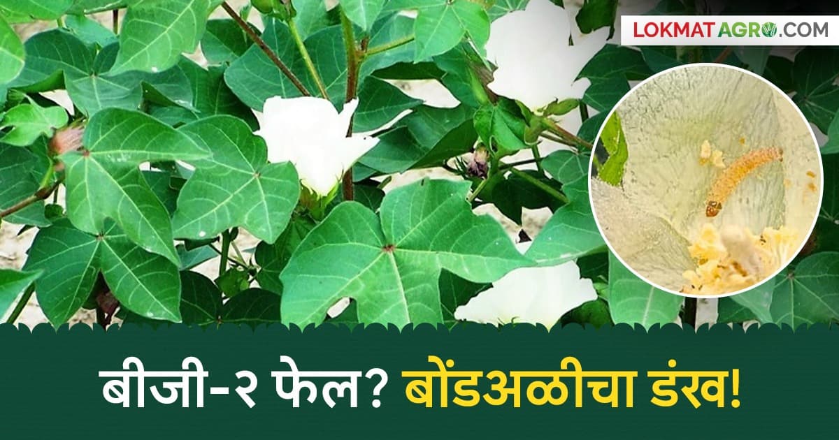 BG-2 Cotton: बीजी-२चा 'कवच' भेदलं! कपाशीवर पुन्हा गुलाबी बोंडअळीचा हल्ला; 'डोमकळ्या' दिसताच सावधान