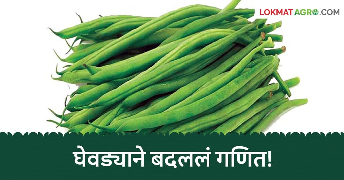 Farmer Success Story: १५ हजार खर्च, ४ लाखांचे उत्पन्न! करंजखेडच्या शेतकऱ्याचा घेवडा ठरला 'लाखों'चा सौदा