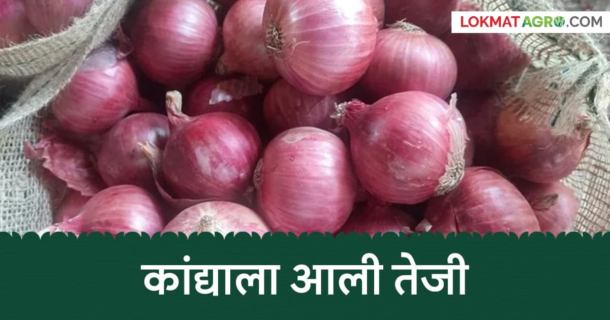 Onion Market Update: मंचर मार्केटमध्ये कांद्याला झळाळी; वाचा नंबर १ गोळा कांद्याला काय मिळतोय दर?